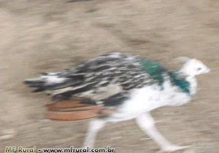 Pavão Arlequim
