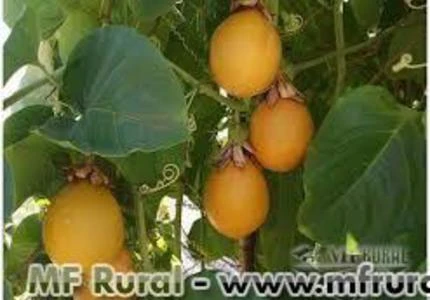 Sementes de Maracujá Doce