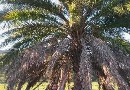 Tamareira de Dubai
