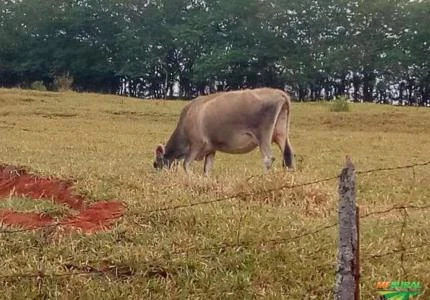 VACAS JERSEY - LOTE - URGENTE