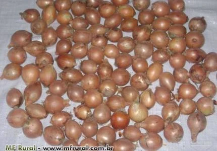 CEBOLA ARGENTINA