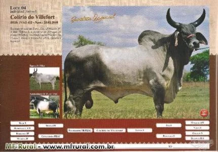 TOURINHOS GUZERÁ PO