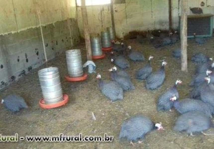 Galinha de Angola