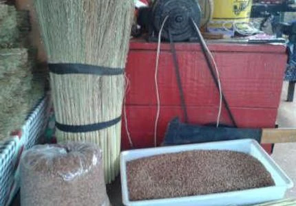 Sementes de sorgo vassouras
