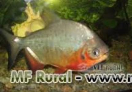 Pacu