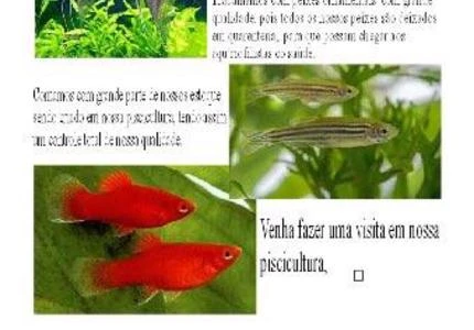 Peixes ornamentais