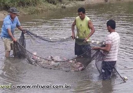 Pacu