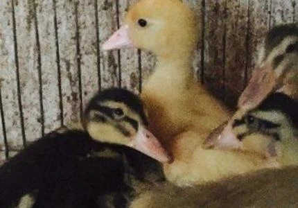 Patos