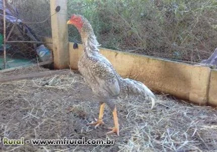 Galo Índio Shamo Puro