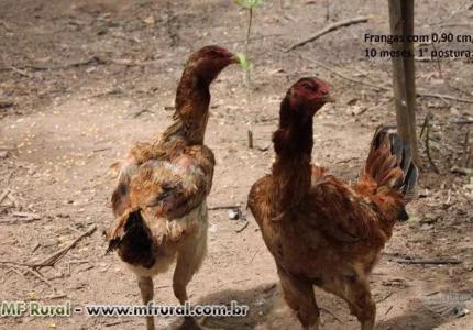 Galo Índio Gigante - Tamboril