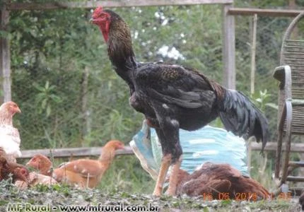 Índio gigante