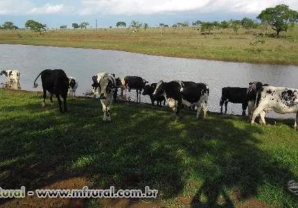 Vacas em Lactação