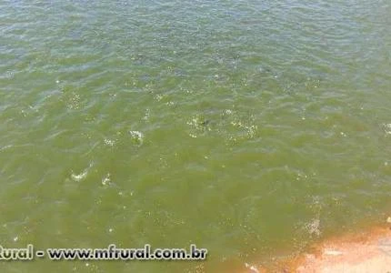 Tilápias