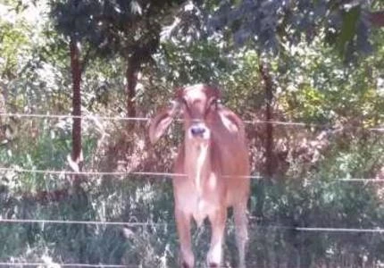 Vaca Girolando