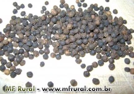 PIMENTA DO REINO