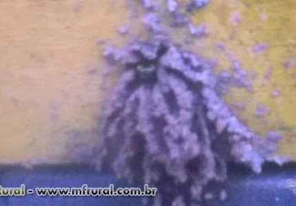 Abelhas sem ferrão