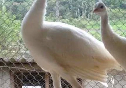 CASAL DE PAVÃO BRANCO