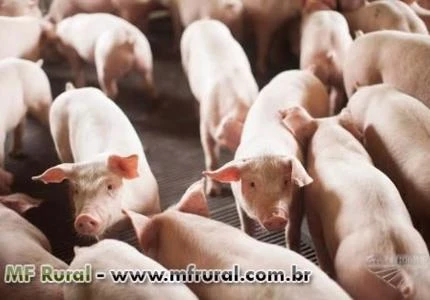 Suíno nobre,  vivo ou carcaça