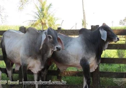 Vendo Tourinhos Guzerá PO
