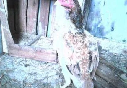 Frango e frangas Shamo