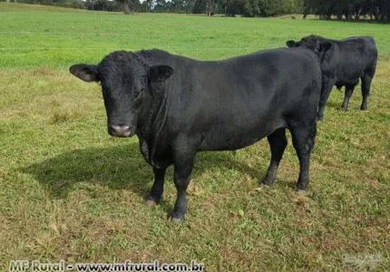 Touros Cruza Angus.