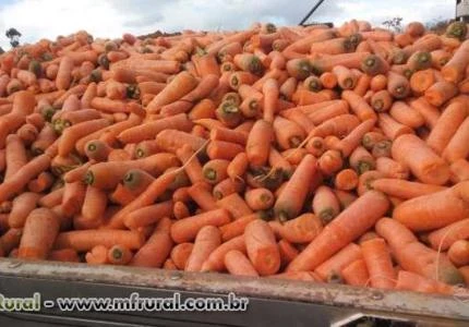 Cenoura e Beterraba