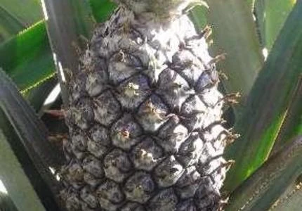Abacaxi Pérola Muito Doce