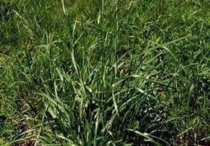 Semente de Festuca
