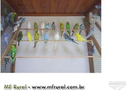 Periquito