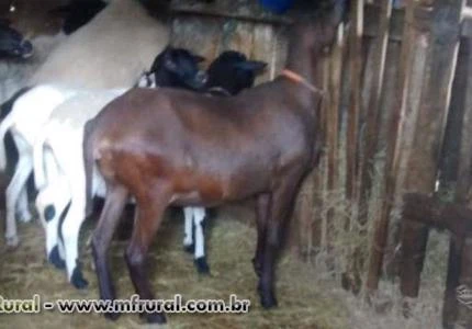 Carneiro