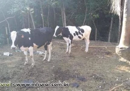 NOVILHAS JERSOLANDO