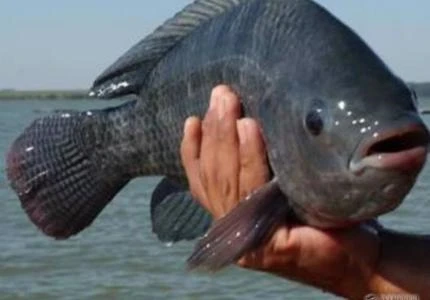 Tilapia acima de 700g