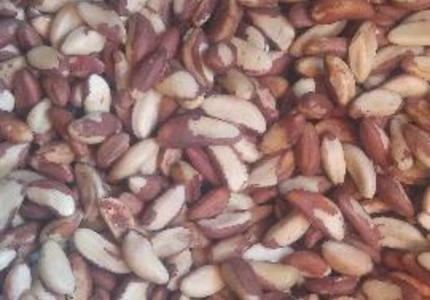 Castanha