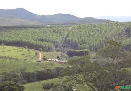 Floresta Eucalipto