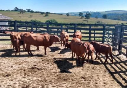 Vacas Senepol PO