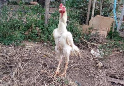 Galos índio branco