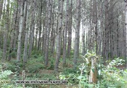 Pinheiros pinus elliottii