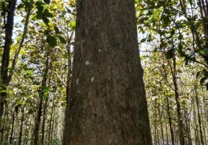 Teca a venda em Rondônia