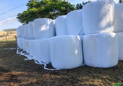 Pré Secado de Aveia Preta