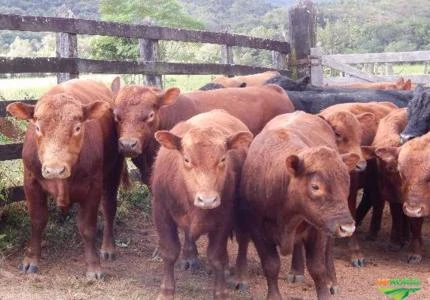 Venda de gado Red Angus