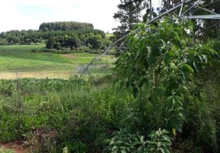 Pivô para 12 hectares