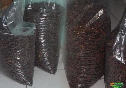 CASTANHAS DE BARU INATURA