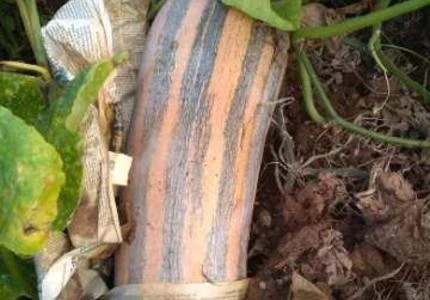 Abóbora seca pescoço