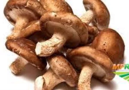 SHITAKE