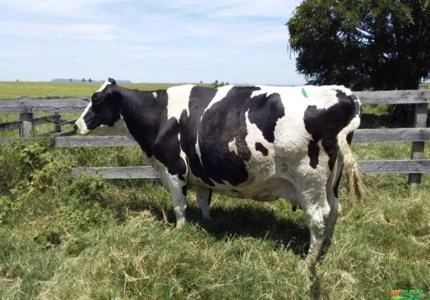 VENDAS DE VACAS LEITE EM BOTUCATU - SÃO PAULO