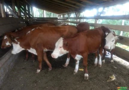 Novilhas Hereford