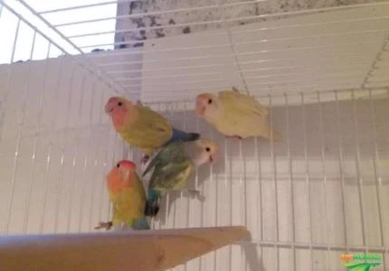 Agapornis