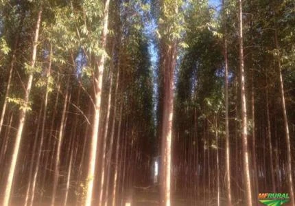 Floresta de Eucalipto
