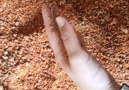 Sorgo a granel