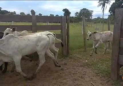 Bezerros